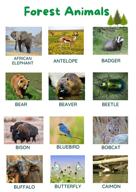 animals in the forest|22 Animals That Live In The Forest (With Pictures).